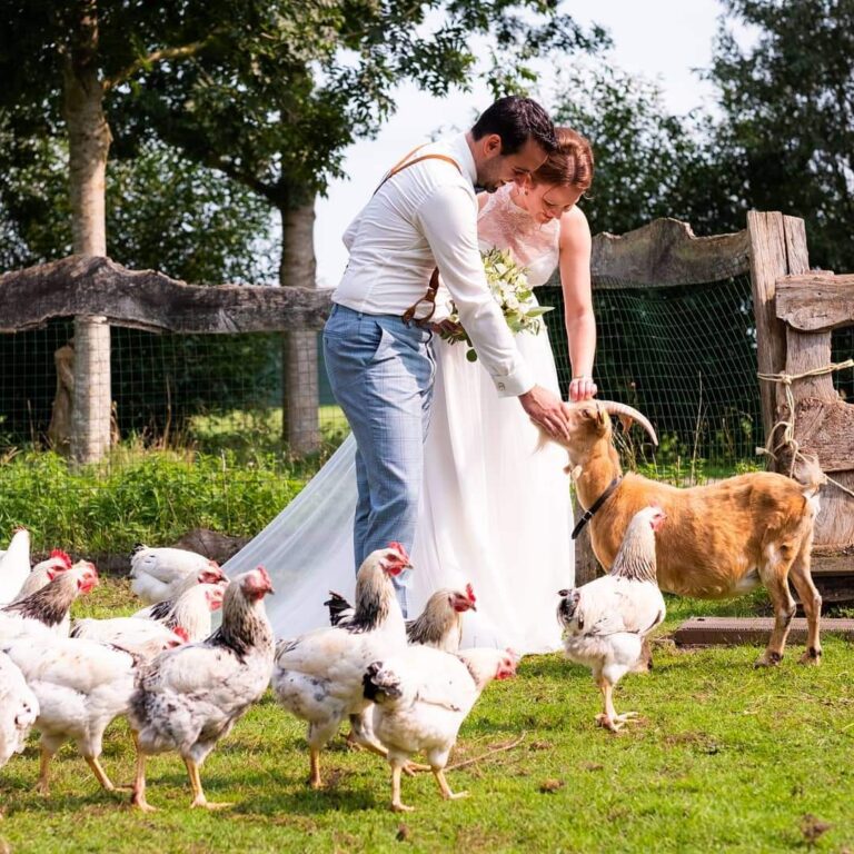 Bruidspaar aait het geitje op de Eemlandhoeve